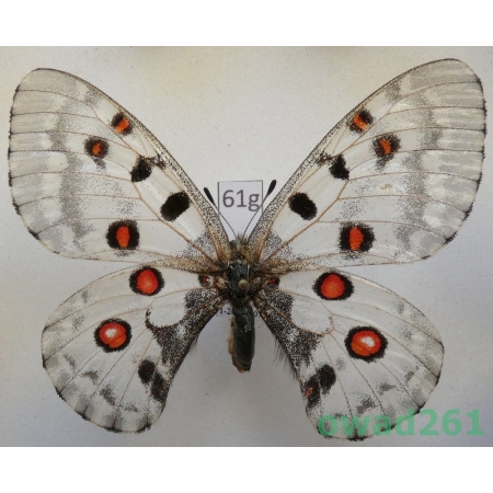 Parnassius nomion yunan female China61g